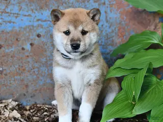 Shiba Inu dogs for sale: Taffy - Ad 1