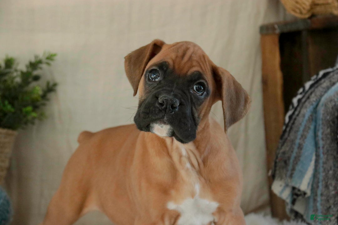 Boxer dogs for sale: Cleo - Ad 8