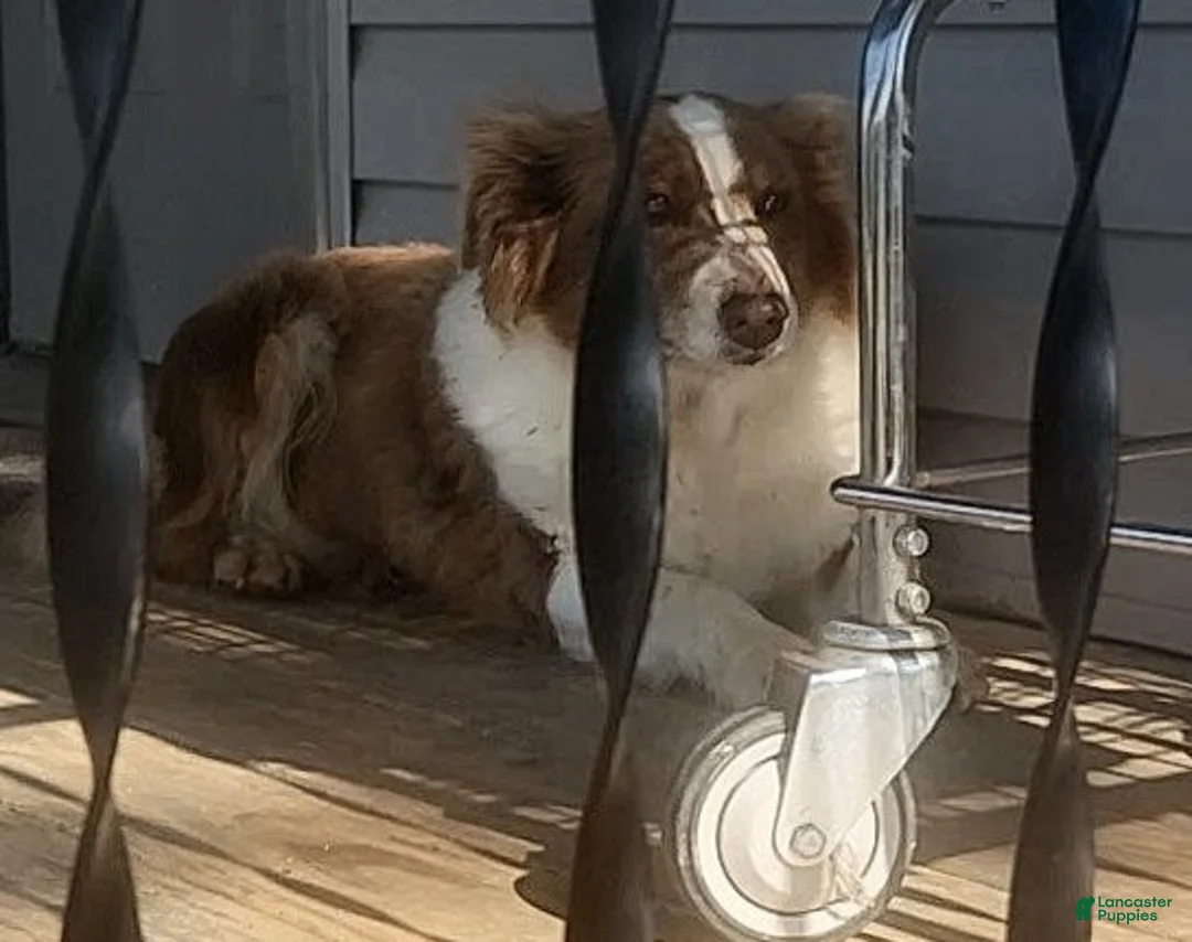 Australian Shepherd dogs for sale: Copper - Ad 5