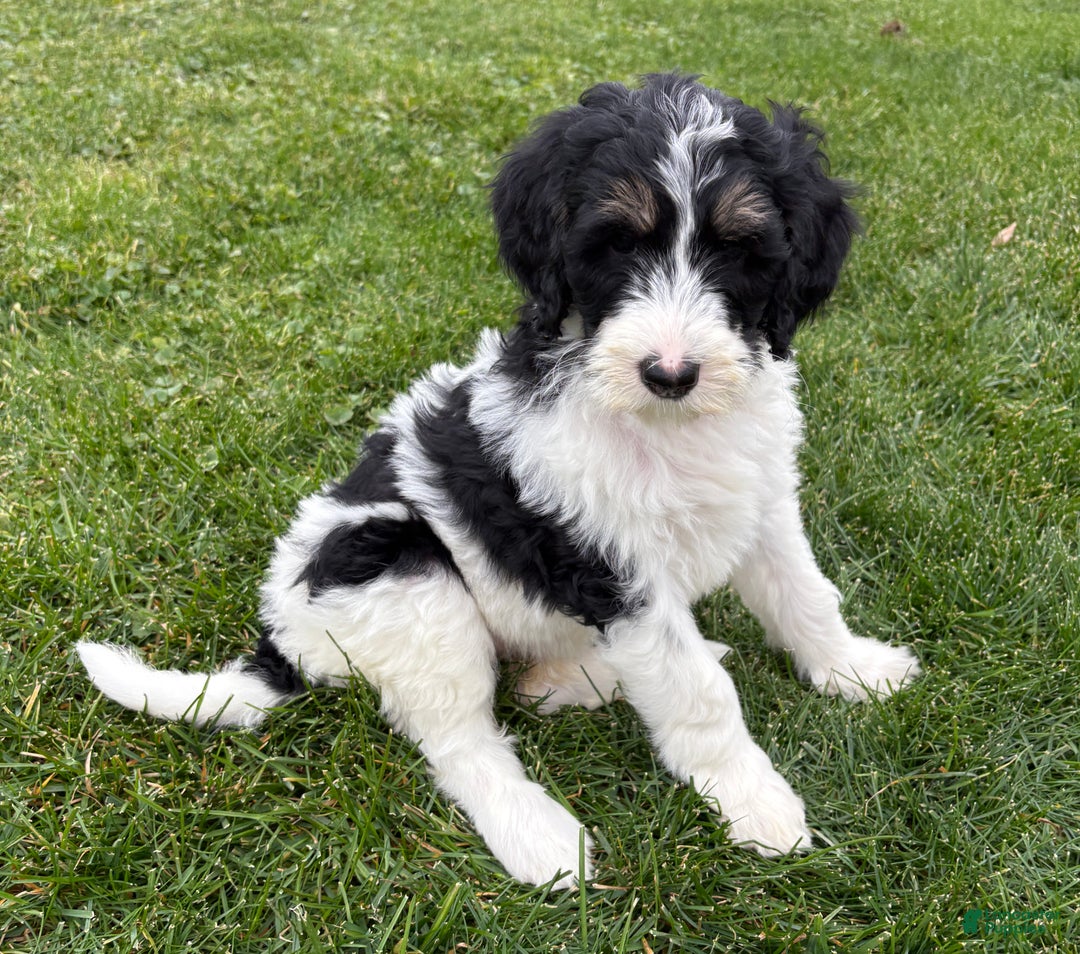 Bernedoodle dogs for sale: Pink girl - Ad 1