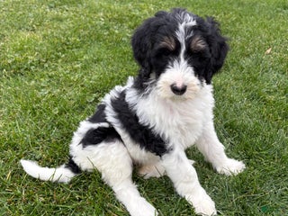 Bernedoodle dogs Pink girl - Ad 39
