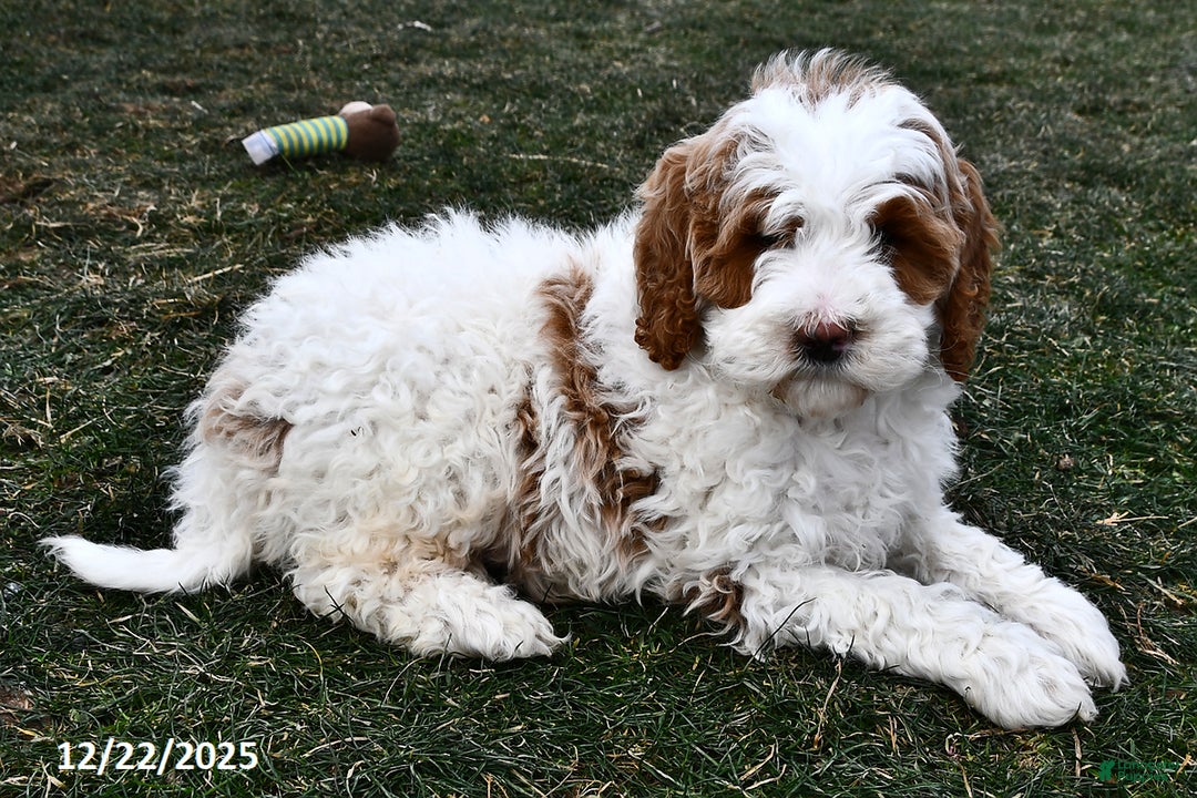 Mini Goldendoodle dogs for sale: Snowball - Ad 2
