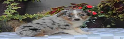Australian Shepherd dogs for sale: Sammy - Ad 3