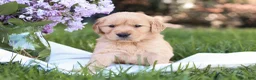 Golden Retriever dogs for sale: Golden Retriever Puppy 6 - Ad 3