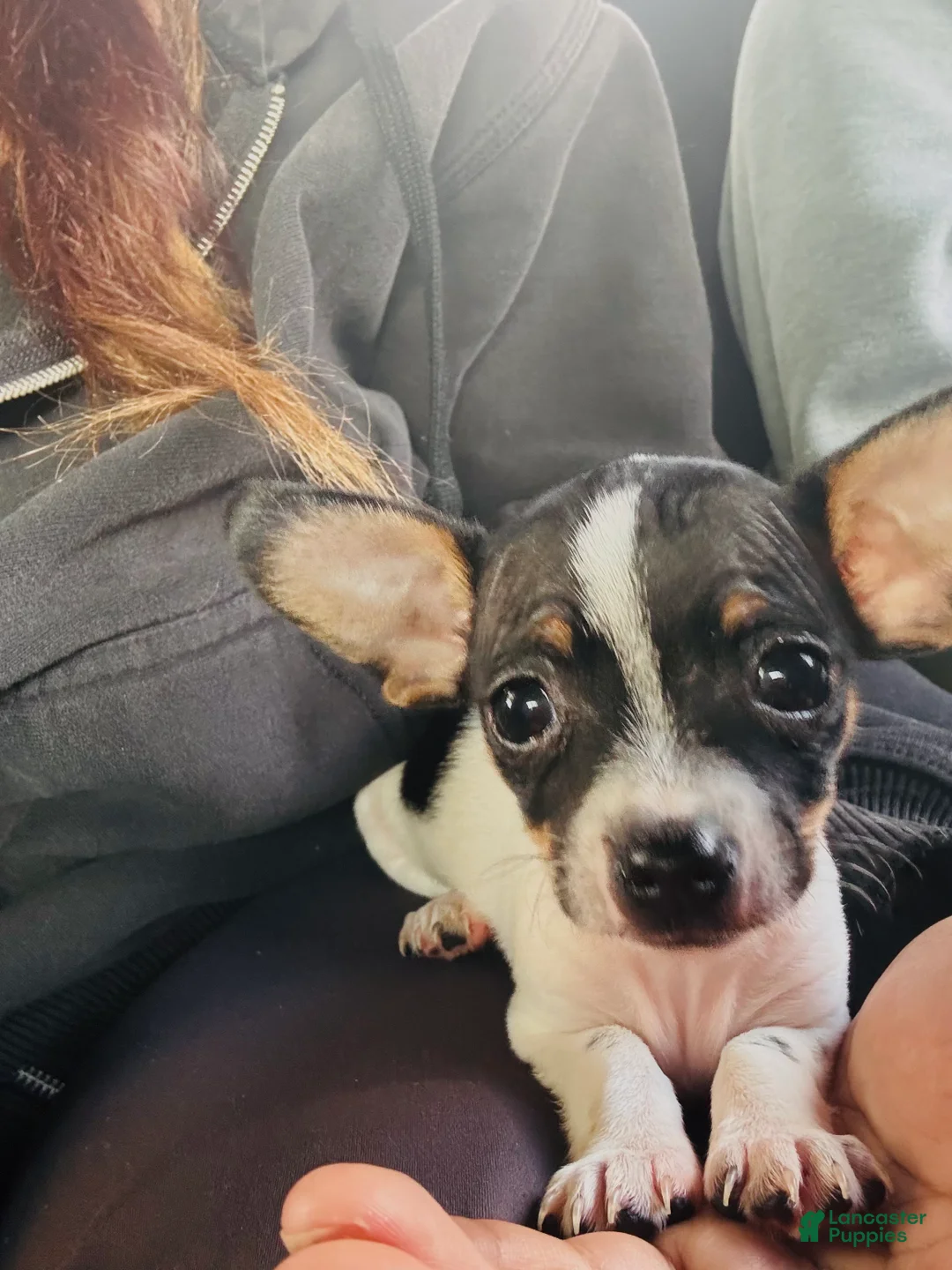 Chihuahua dogs for sale: Oreo  - Ad 2