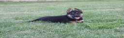 German Shepherd dogs for sale: Maggie - Ad 5