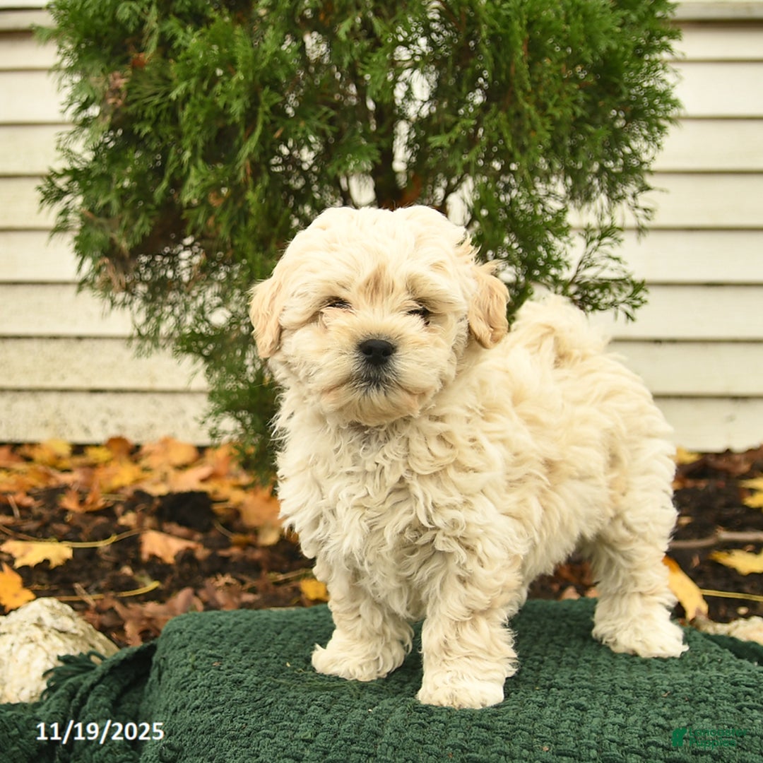 Mixed Breed dogs for sale: Forest  - Ad 1