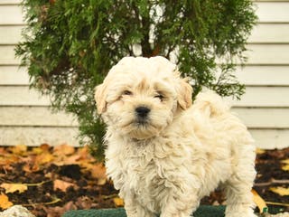 Mixed Breed dogs Forest - Ad 2