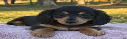 Miniature Dachshund dogs for sale: Etta - Ad 7
