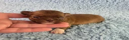 Chihuahua dogs for sale: AKC Carl - Ad 8