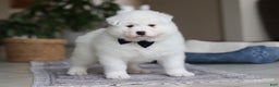 Samoyed dogs for sale: Alvin - Ad 6