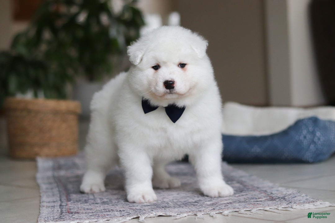 Samoyed dogs for sale: Alvin - Ad 6