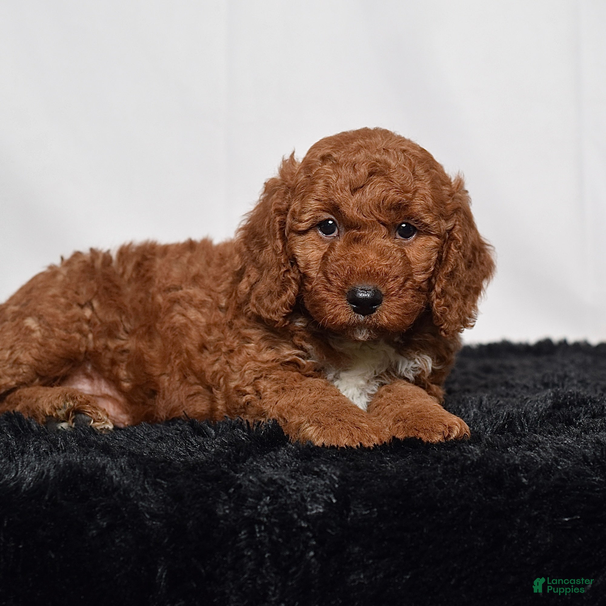 Mini Goldendoodle dogs for sale:  Moose - Ad 2