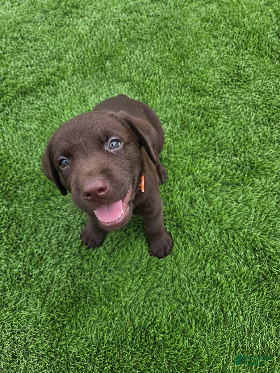 Labrador Retriever dogs for sale: Lucy - Ad 2