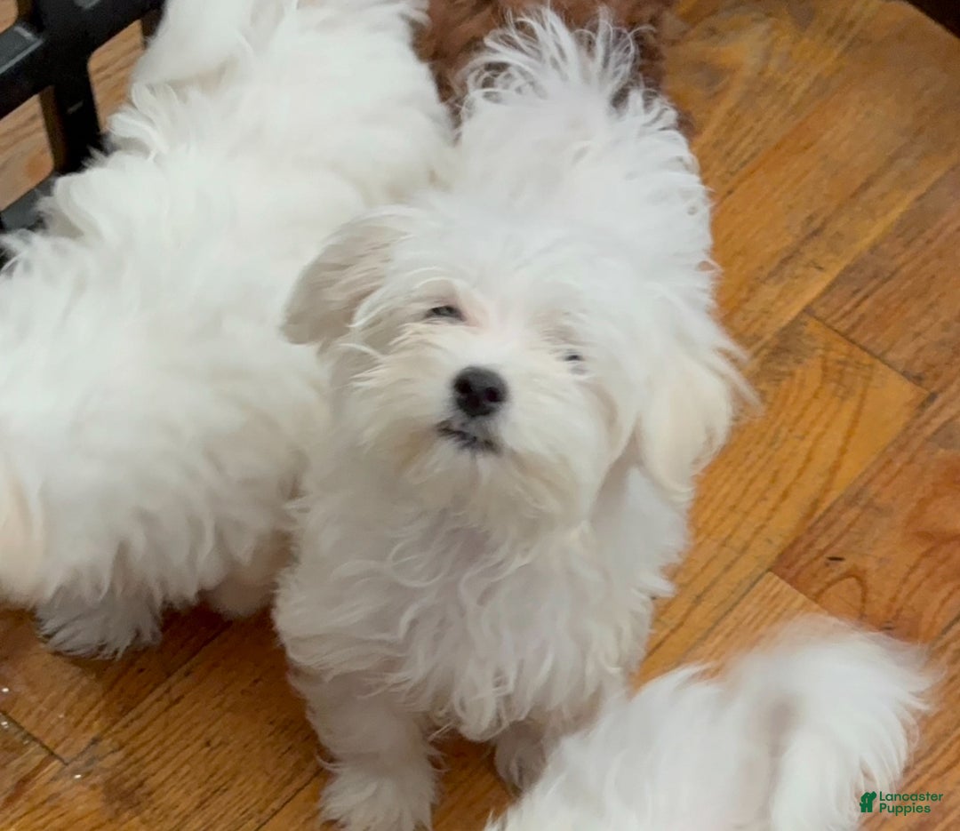 Maltese dogs for sale: Maltese Puppy 1 - Ad 2