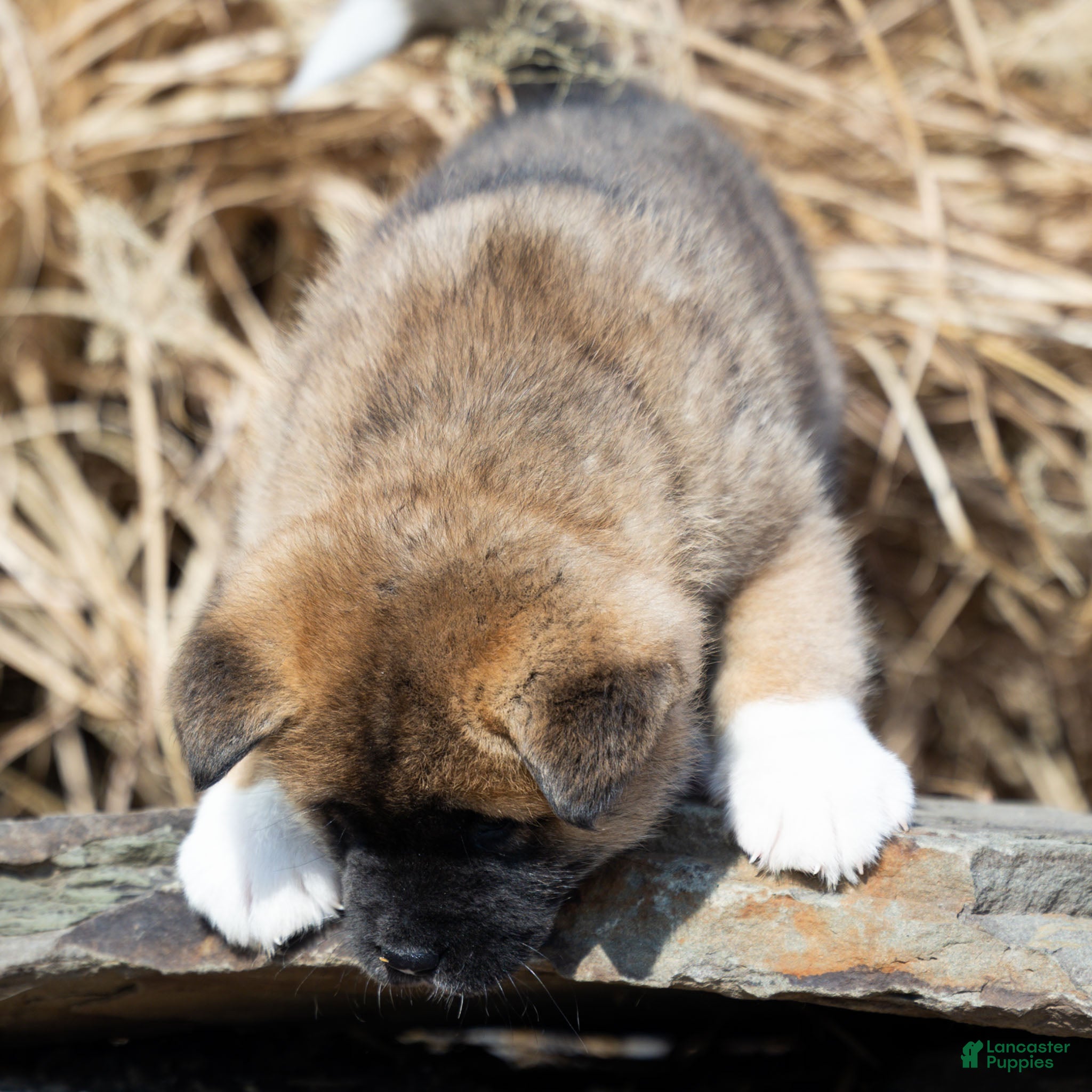 Akita dogs Farley Akita Puppy  - Ad 2