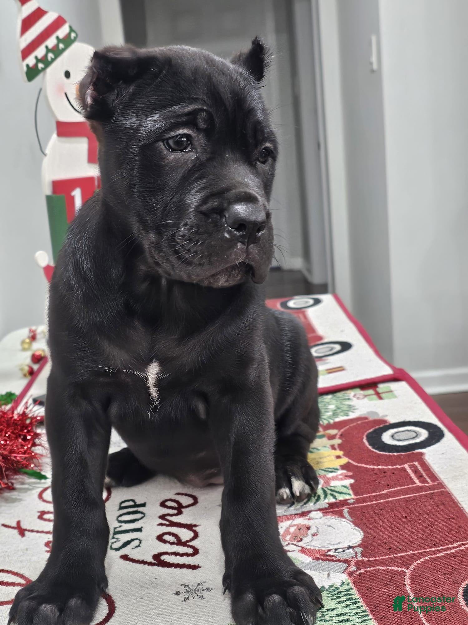 Cane Corso dogs GRACE - Ad 2
