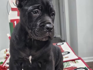 Cane Corso dogs GRACE - Ad 41