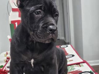 Cane Corso dogs GRACE - Ad 40