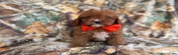 Cavapoo dogs for sale: Lucky - Ad 5