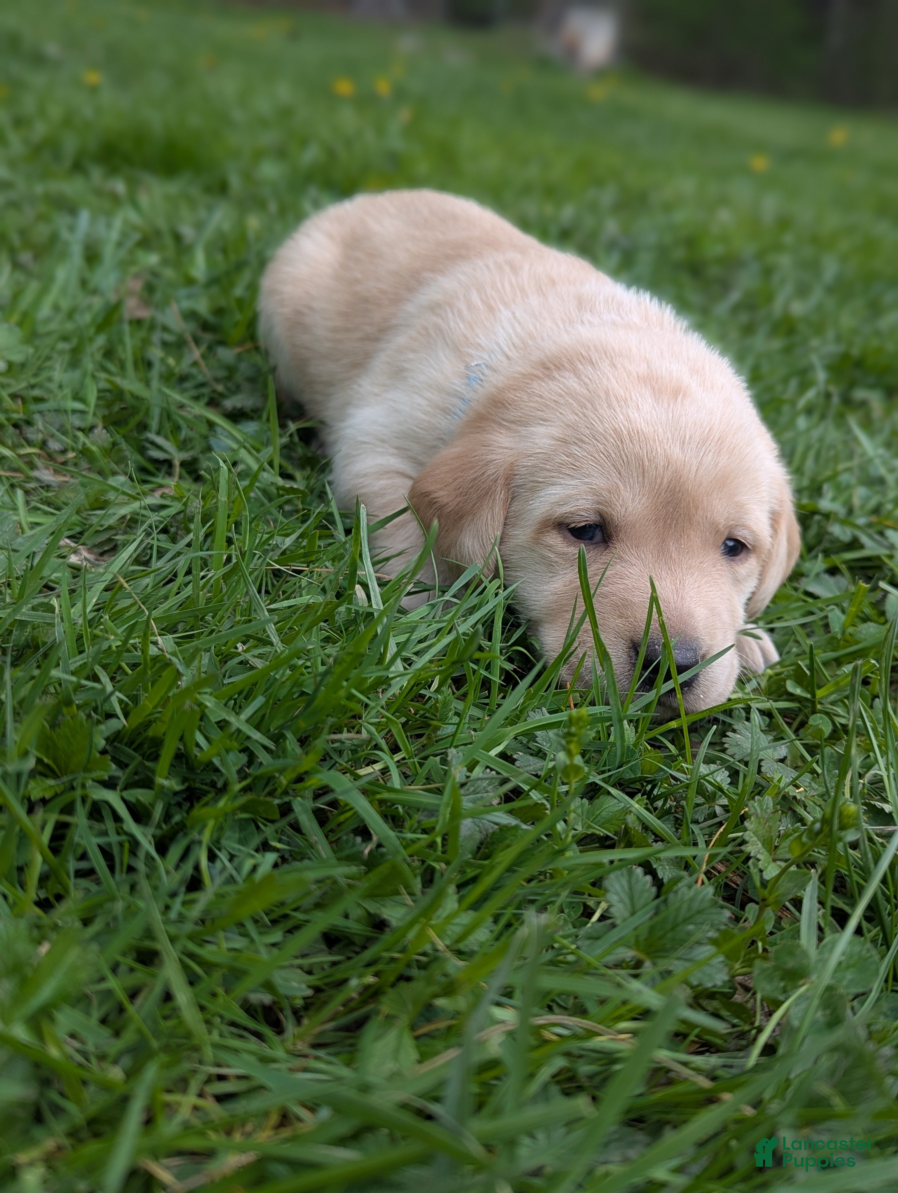 Labrador Retriever dogs Hazel - Ad 2