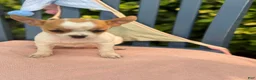 Chihuahua dogs for sale: Honey - Ad 16