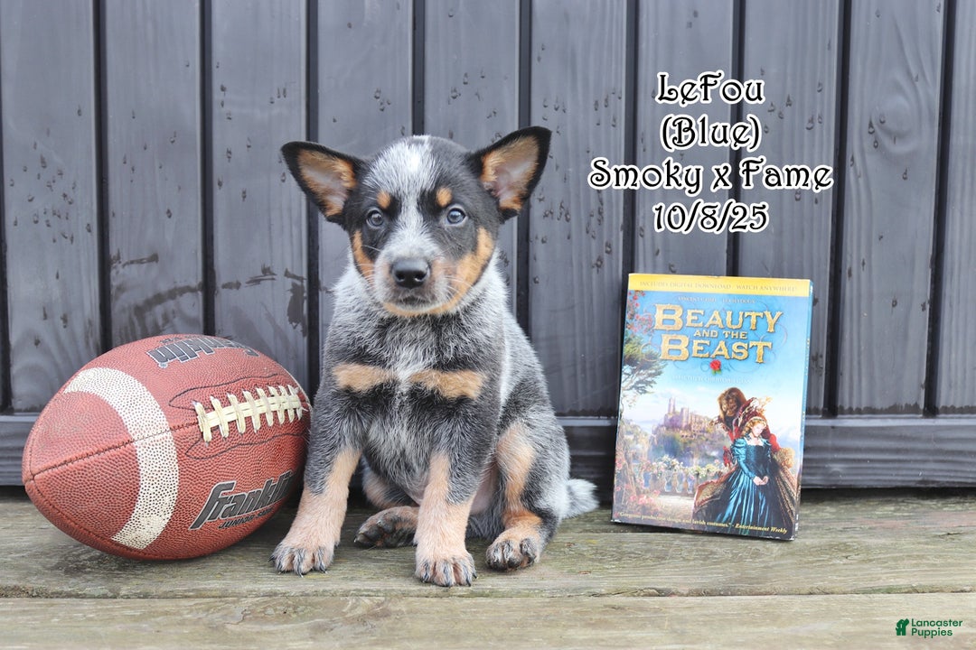 Australian Cattle Dog dogs for sale: LeFou - Ad 1