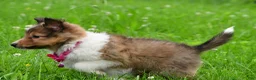Shetland Sheepdog dogs for sale: Kaleen - Ad 6
