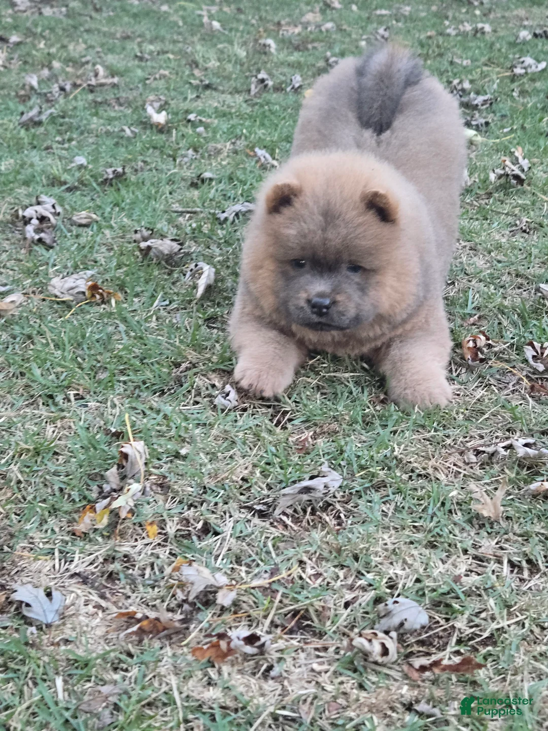 Chow Chow dogs for sale: Bluey - Ad 2