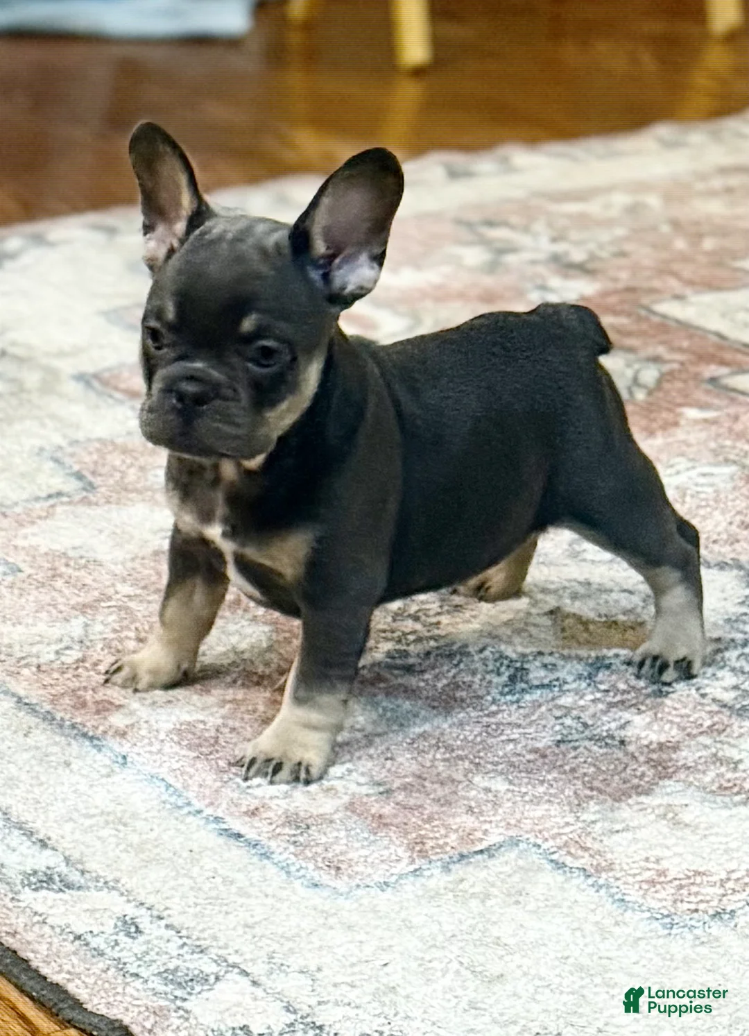 French Bulldog dogs for sale: Stoney - Ad 1