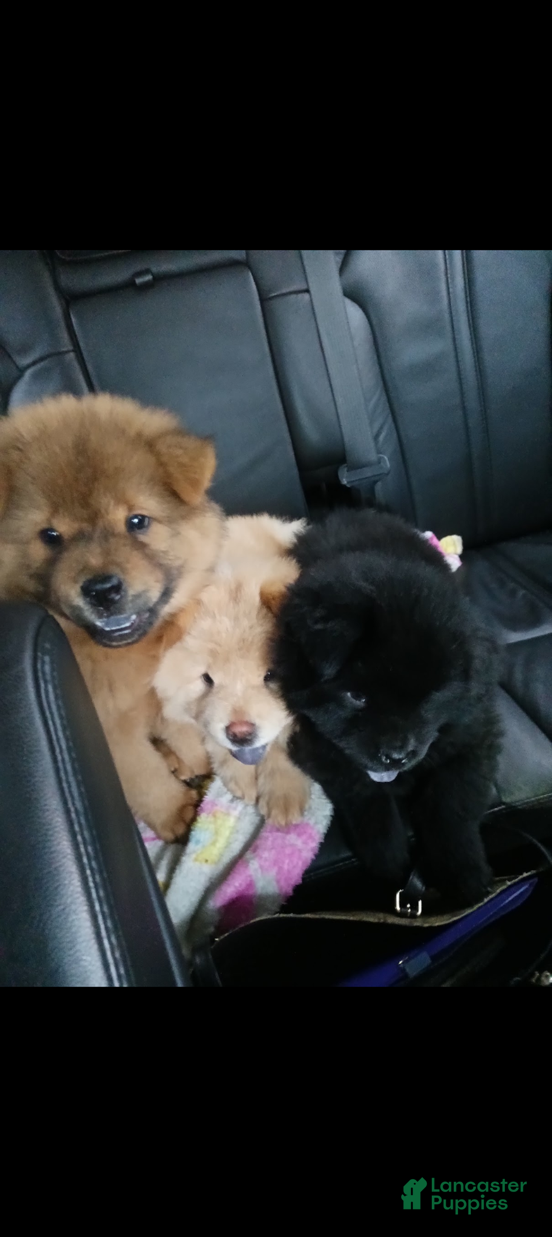Chow Chow dogs for sale: Belle - Ad 12