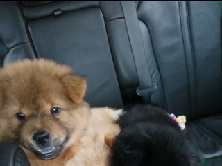 Chow Chow dogs Ana - Ad 4