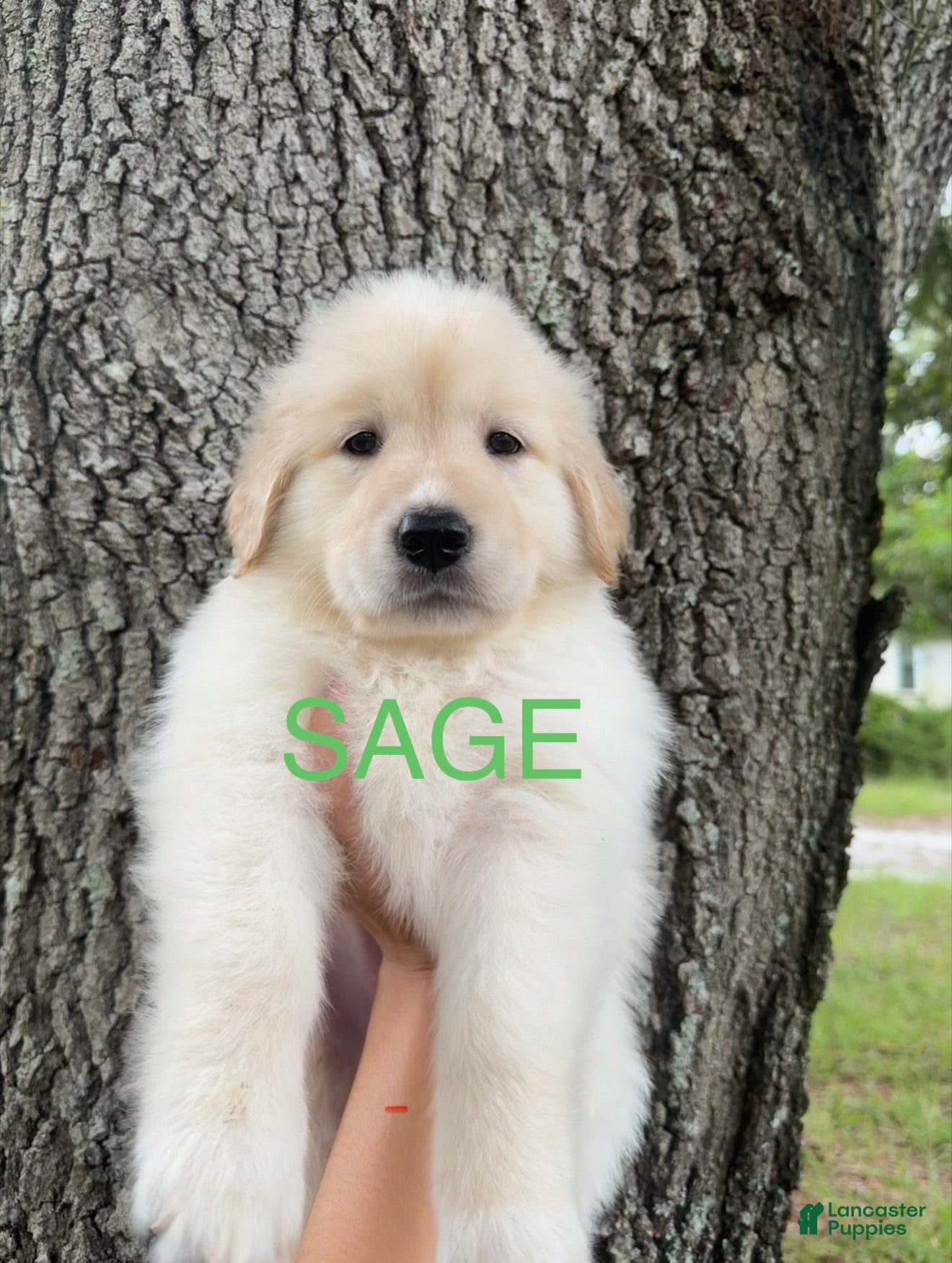 Mixed Breed dogs for sale: Sage - Ad 1