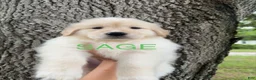 Mixed Breed dogs for sale: Sage - Ad 1