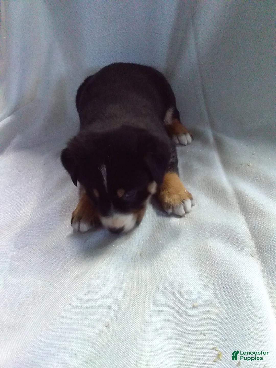 Mixed Breed dogs for sale: Mixed Breed Puppy 3 - Ad 2