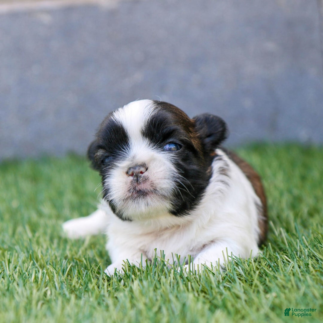 Shih Tzu dogs for sale: Charlie - Ad 5