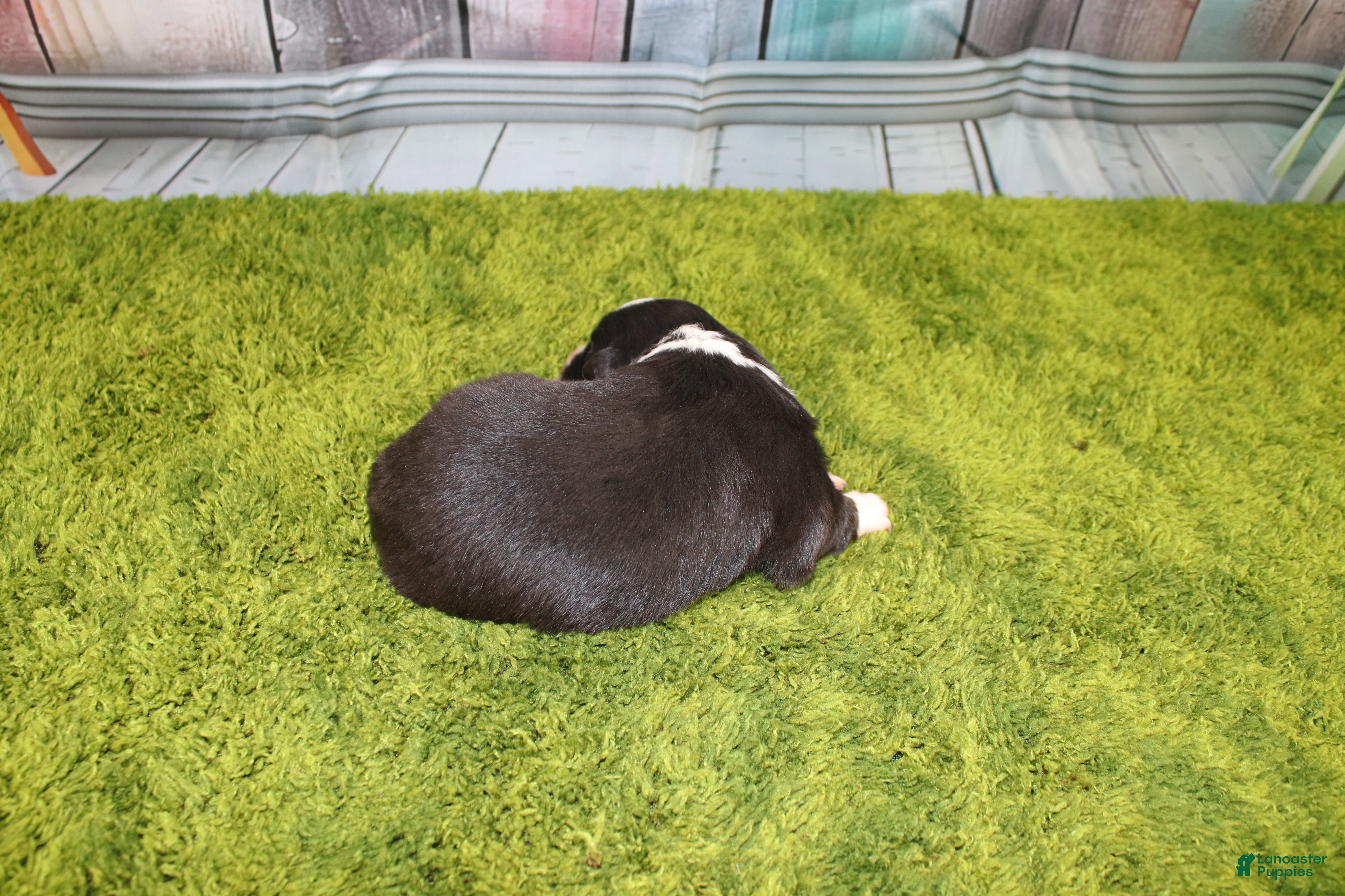 Australian Shepherd dogs Australian Shepherd Puppy 5 - Ad 2