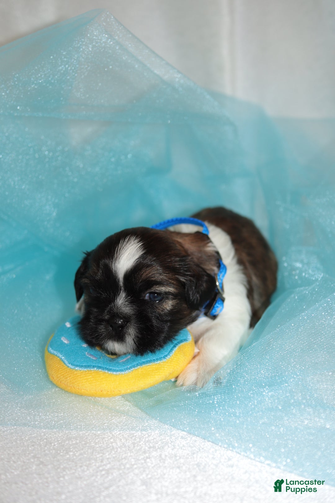Shih Tzu dogs for sale: Shih Tzu Puppy 3 - Ad 1