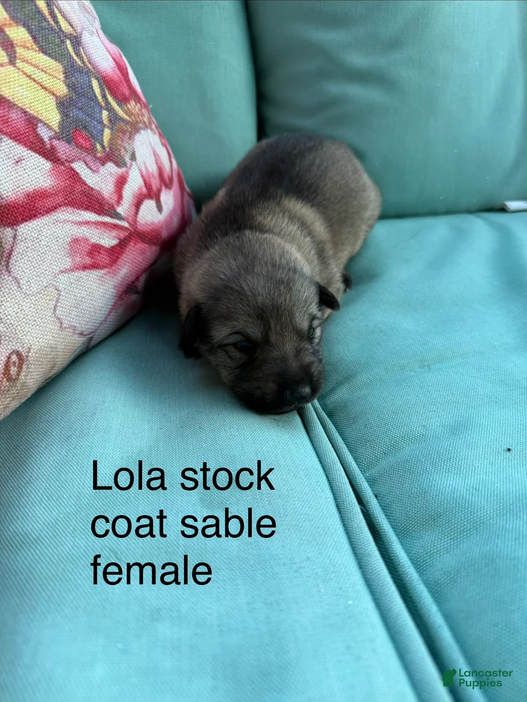 German Shepherd dogs for sale: German Shepherd 8 - Ad 1