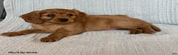 Miniature Golden Retriever dogs for sale: Bailey - Ad 6