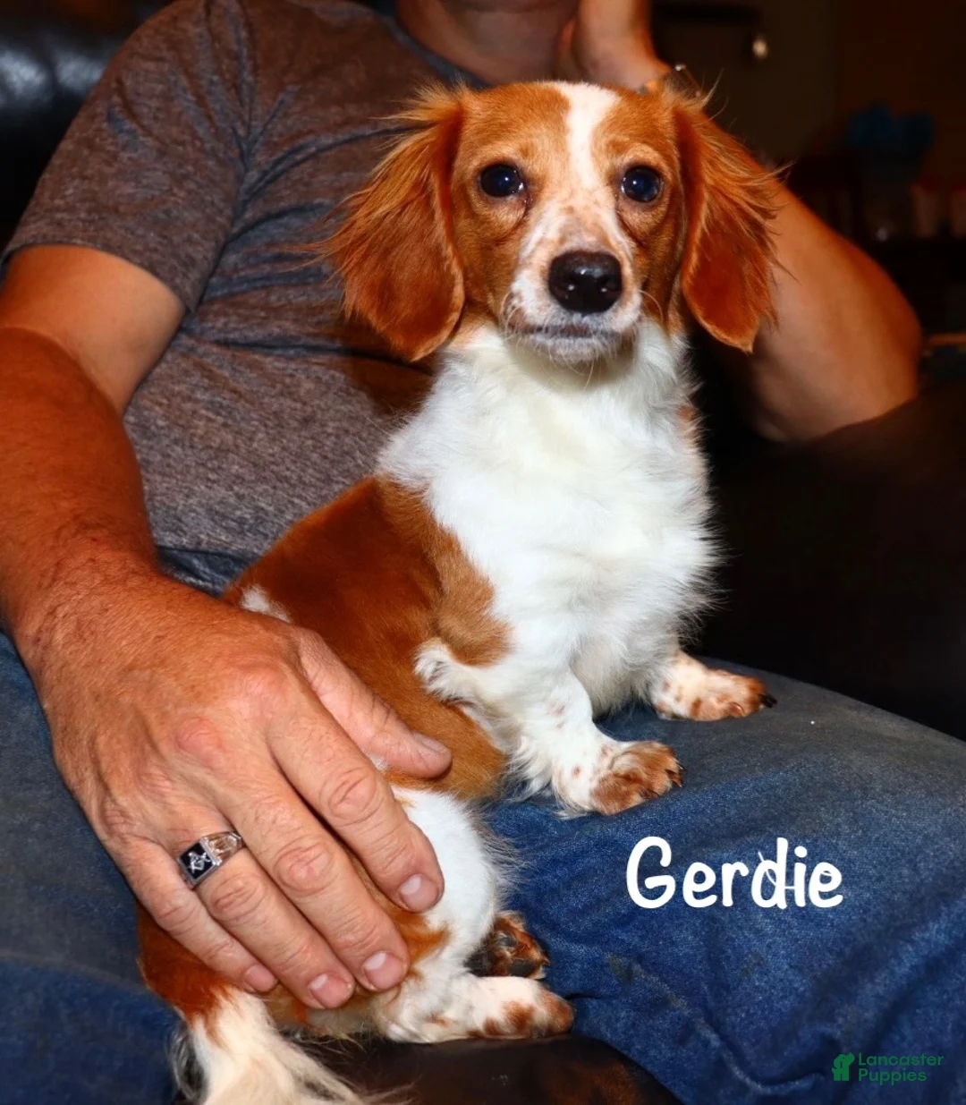 Miniature Dachshund dogs for sale: Chase - Ad 6