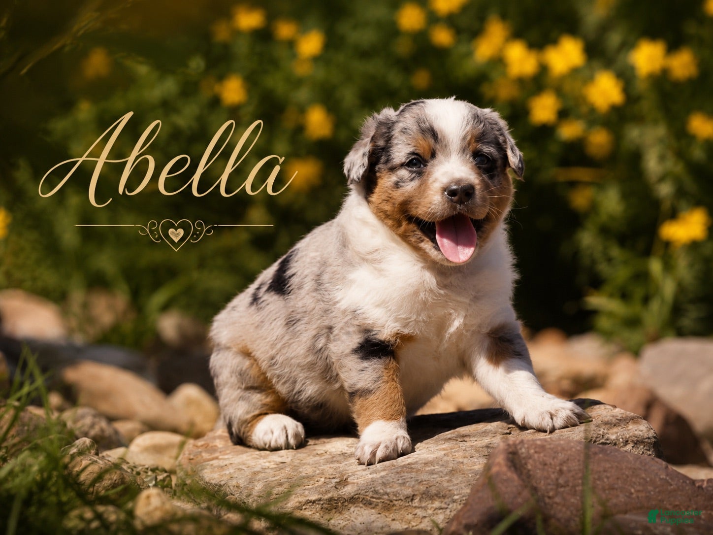 Mixed Breed dogs Abella - Ad 9