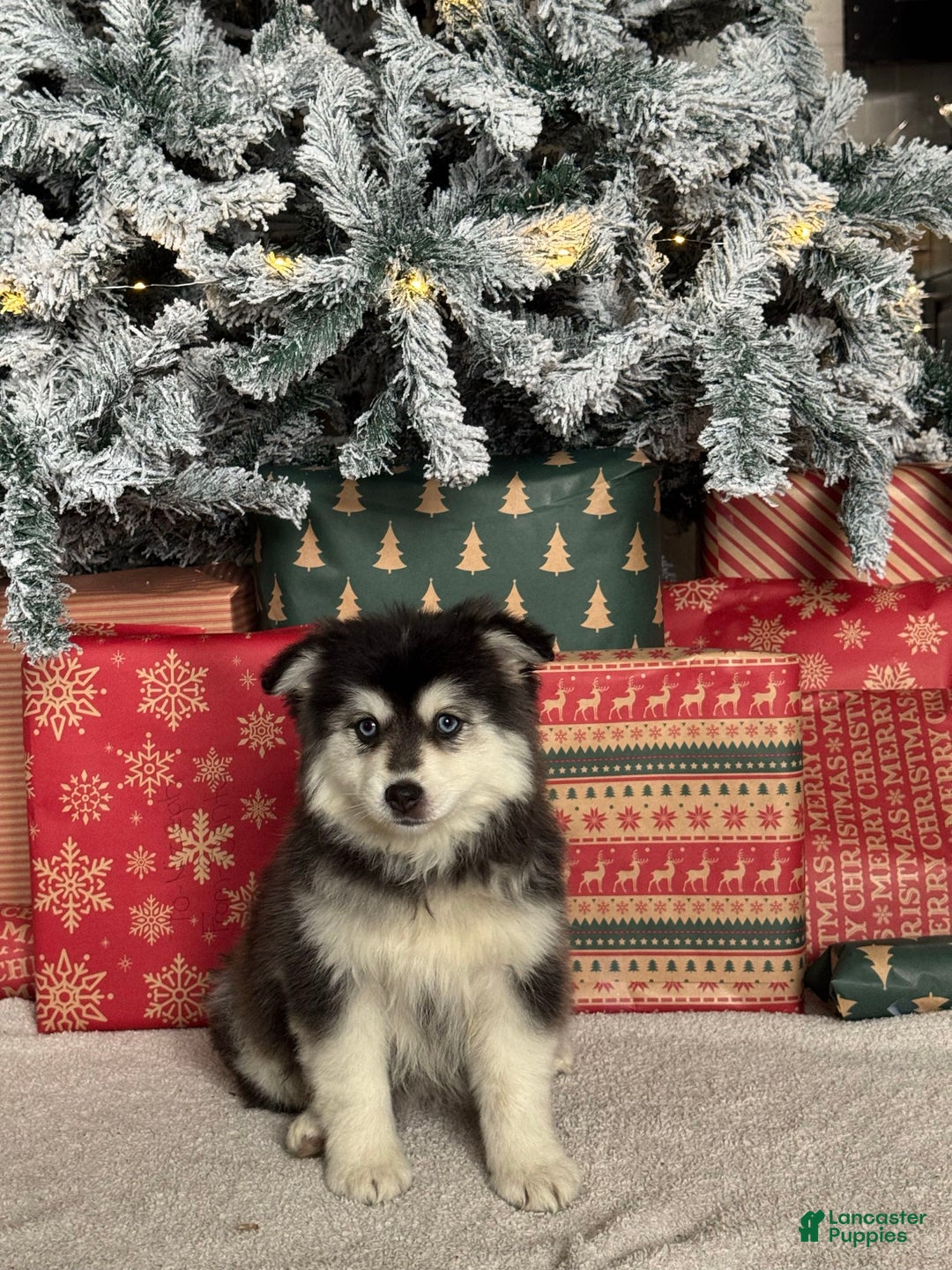 Pomsky dogs for sale: Glacier Girl - Ad 2