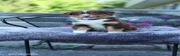 Australian Shepherd dogs for sale: Rusty - Ad 4