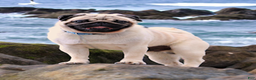 Pug dogs for sale: Champion Polly - Ad 6