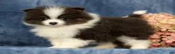 Pomeranian dogs for sale: Lucas Blue and White - Ad 7