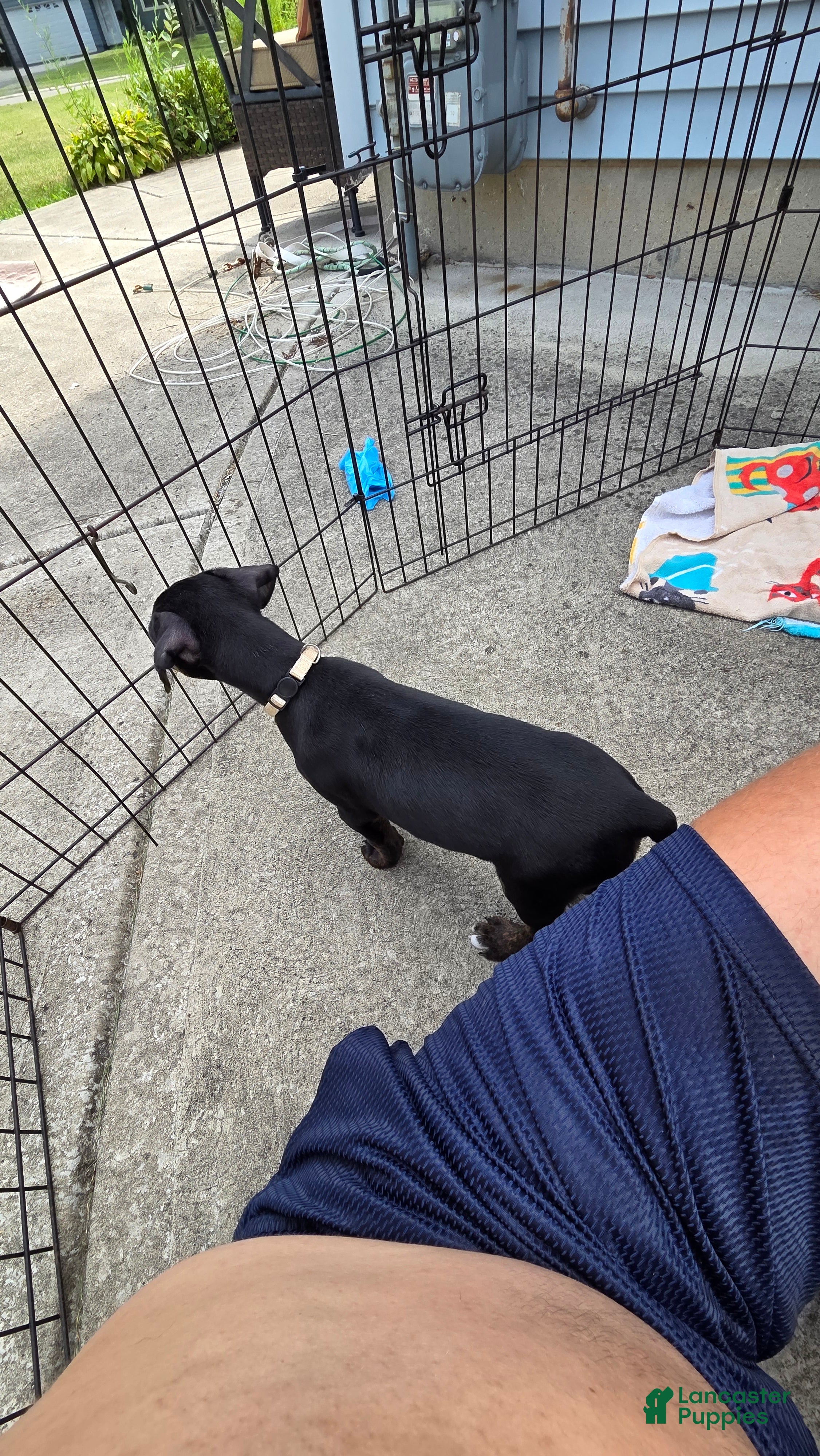 Mixed Breed dogs Ms. Brown - Ad 2