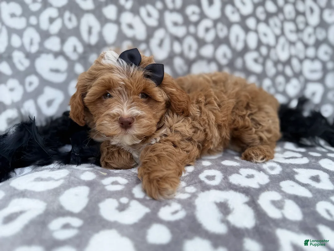 Shihpoo dogs for sale: Harley - Ad 4