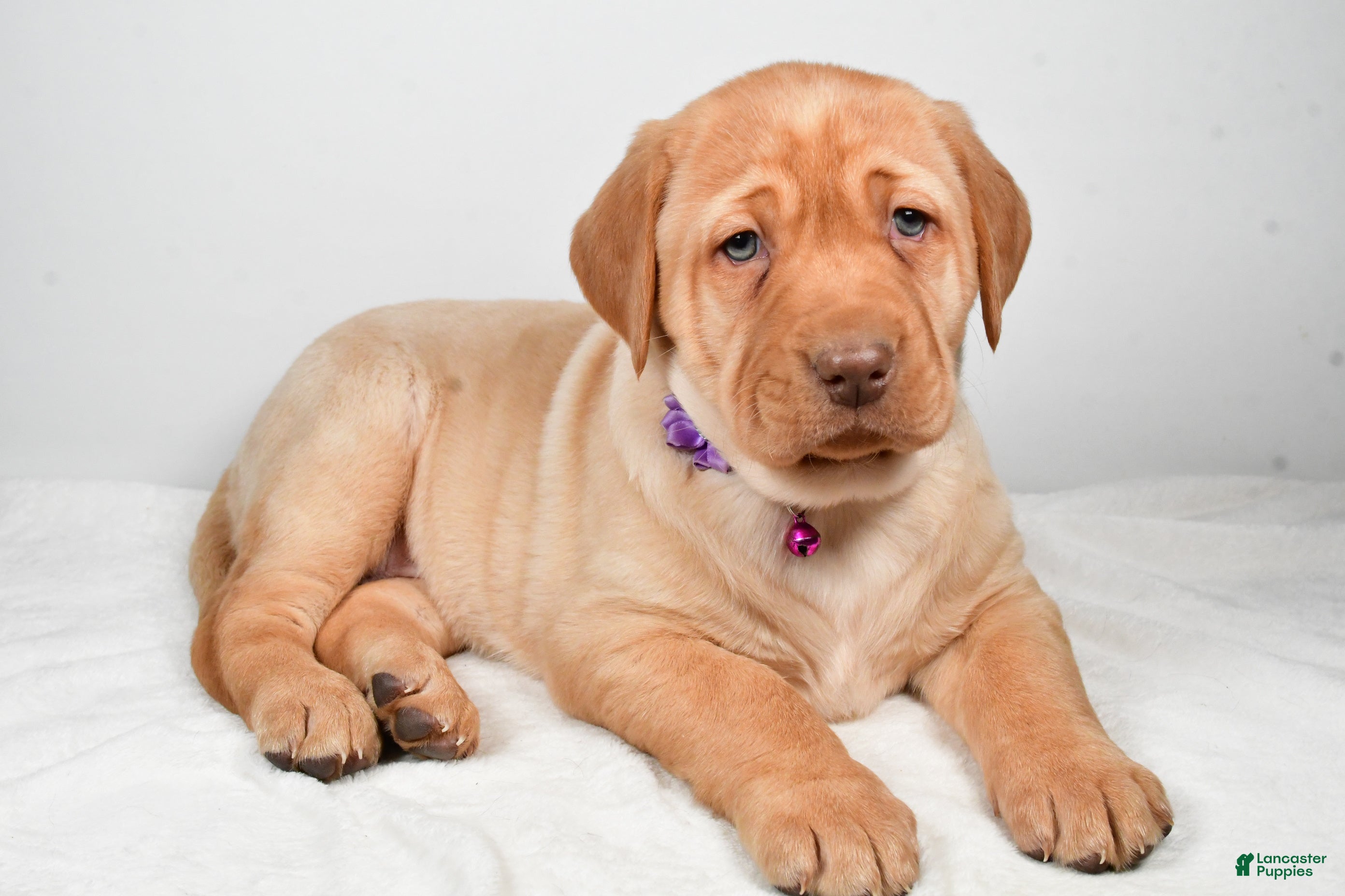Labrador Retriever dogs Nora - Ad 7