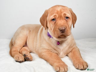Labrador Retriever dogs Nora - Ad 7